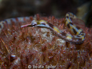 Pipefish , taken with Canon G10 and UCL165 by Beate Seiler 